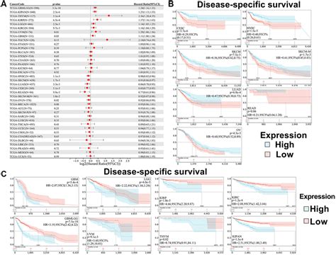 Comprehensive Pan Cancer Analysis Reveals The Prognostic Value And