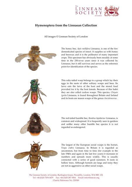 Bee And Wasp Identification Chart Uk A Visual Reference Of Charts Chart Master