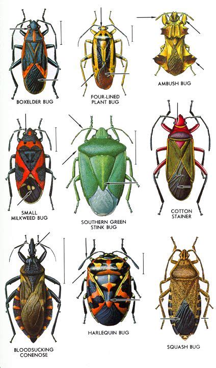 Hemiptera | Beetle insect, Bugs and insects, Insects