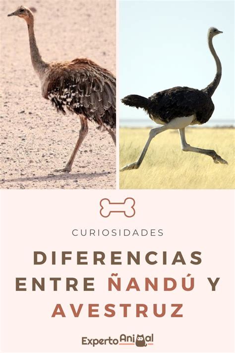 Diferencias Entre And Y Avestruz Gu A Completa Avestruces Aves