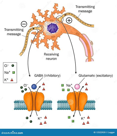 Neurotransmitters Involved In Epilepsy Stock Photo - Image: 12522920