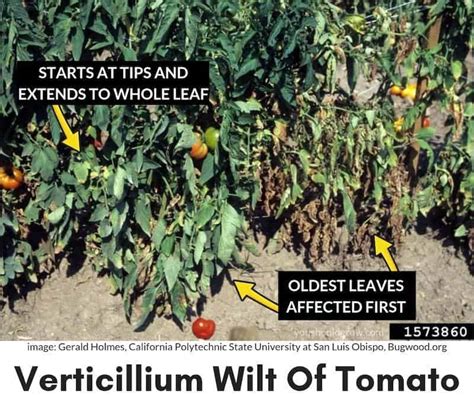 Tomato Plant Wilting You Need To Do This Now 2023