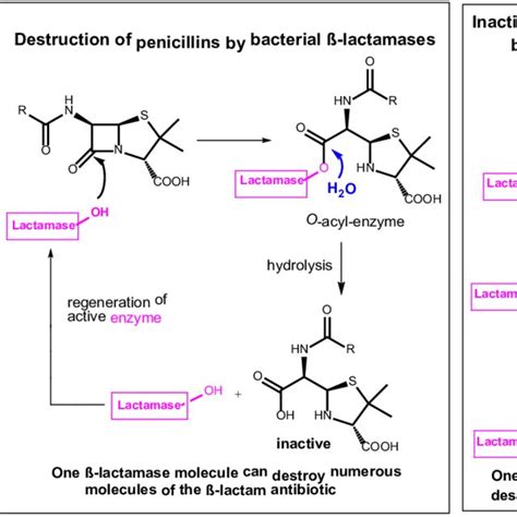 Left Lactam Antibiotics Like Penicillins Form A Stable O Acyl Enzyme