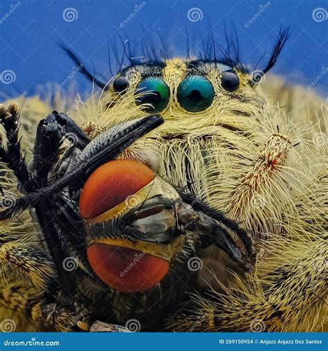 The Jumping Spider with Prey Stock Photo - Image of prey, closeup ...