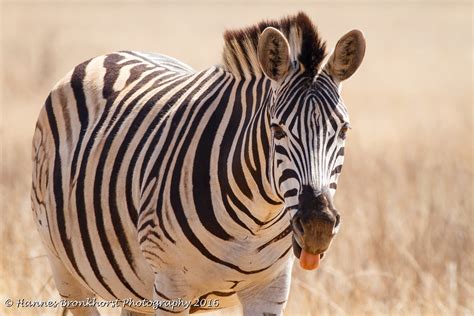 Rietvlei Nature Reserve Map - Tshwane, South Africa - Mapcarta