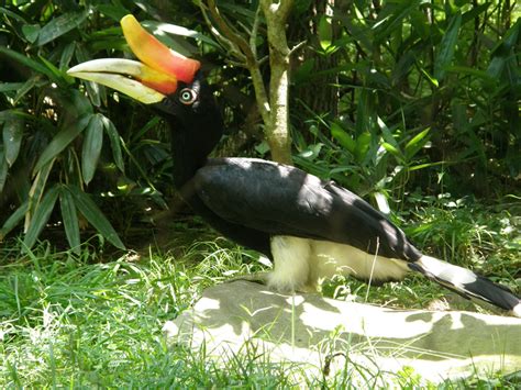 El Pájaro Rinoceronte Descubre hechos fascinantes e infor