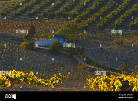 Montilla cordoba province montilla moriles area hi-res stock ...