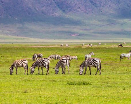 Days Safari In Ndutu Meru Slopes Tours