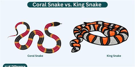 King Snake vs. Coral Snake: Key Differences