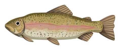 Rainbow Trout Stock Illustrations 2269 Rainbow Trout Stock Illustrations Vectors And Clipart