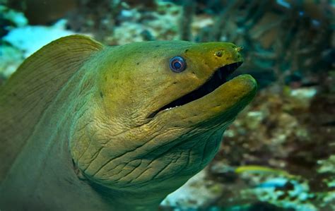 Green Moray Eel - Oceana