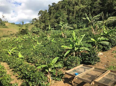 The New Nicaragua: Direct Trade Coffees Rule - Coffee Review