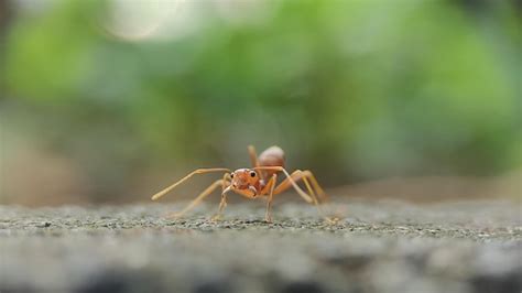 A vida das formigas e suas colônias na natureza Foto Premium