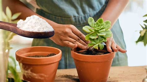 Por que você deve colocar bicarbonato de sódio nas plantas