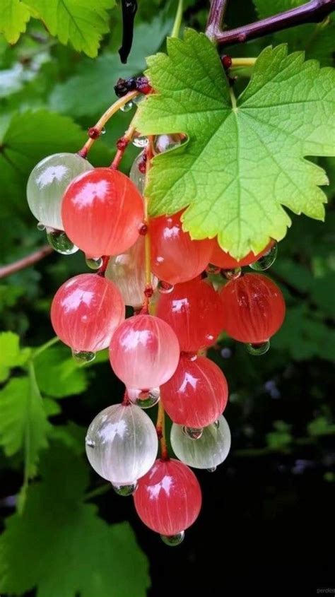 Some Red And White Berries Hanging From A Tree