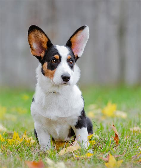 Cardigan Welsh Corgi Dog Breed: Profile, Personality, Facts