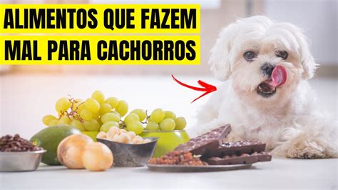 Saiba nesse vídeo alguns alimentos que fazem mal para cachorros YouTube