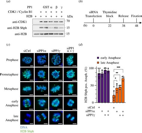 The Aurora B Controlled PP1 RepoMan Complex Determines The Spatial And