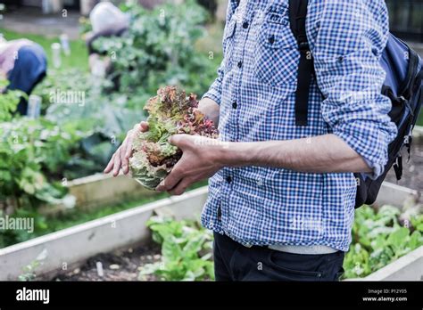 Allotment Green High Resolution Stock Photography And Images Alamy