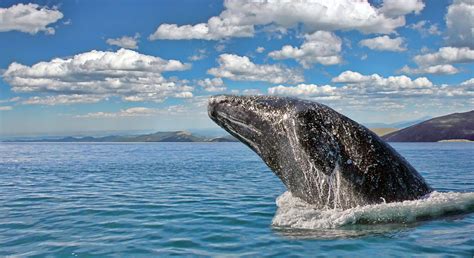 Alaska Whale Watching Tour | Alaska Saltwater Tours