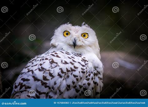 Snowy Owl Portrait Stock Photo Image Of White Winter 157684382