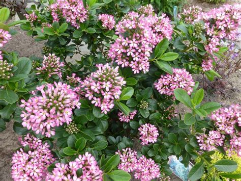 Escallonia Escallonia Laevis Pink Elle Planten Online Kopen