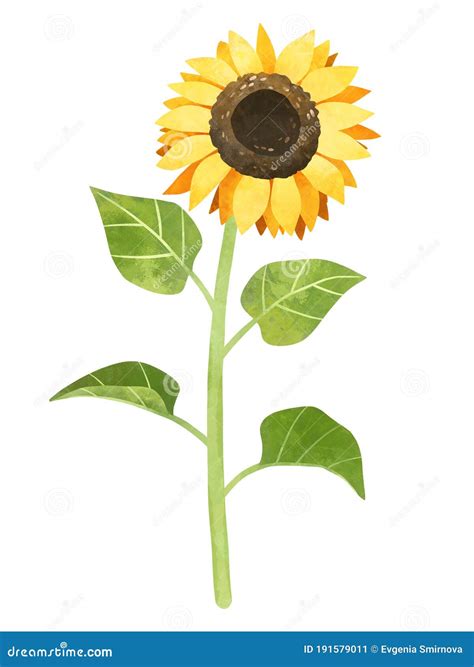 Watercolor Sunflower Clipart, Hand Drawn Color Stock Illustration ...