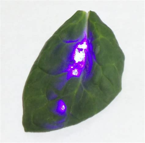 Dr. Campbell's Favorite Demos: Chlorophyll fluorescence from a violet ...