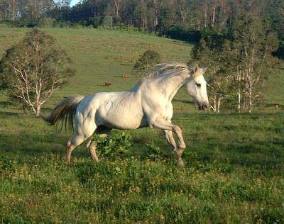 Mustang Horse Breed Information, History, Videos, Pictures