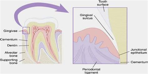 Alveolar Process - Assignment Point