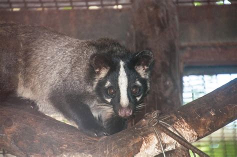 Suzy's Animals of the World Blog: THE MASKED PALM CIVET