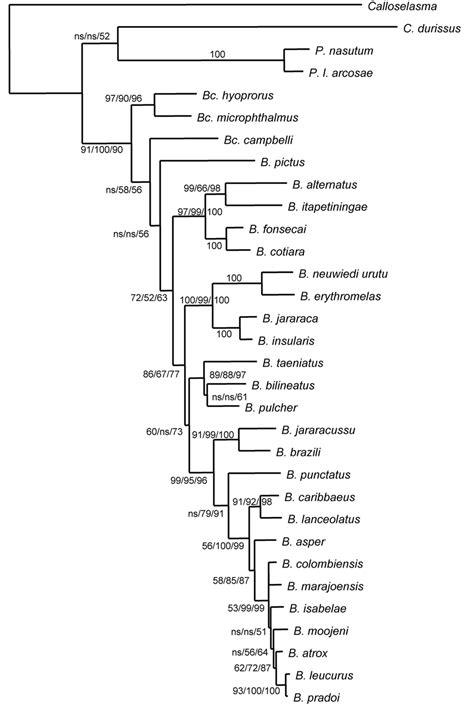 Phylogenetic tree for the included species of Bothrops and ...