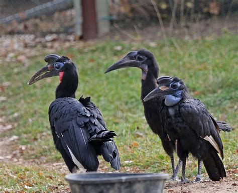 Pictures And Information On Northern Ground Hornbill