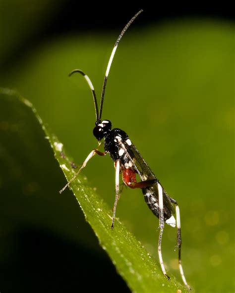 "Black & White Striped Ichneumon Parasite Wasp" by Jason Asher | Redbubble