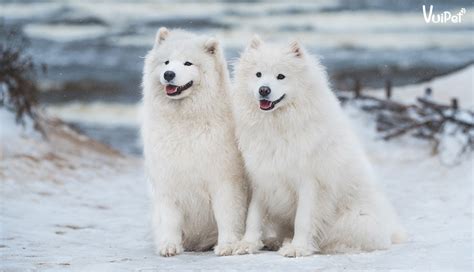 Chó Samoyed | A-Z Đặc điểm - Cách nuôi - Giá chó Samoyed