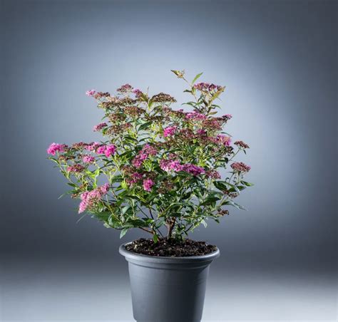 Sommerspiere Anthony Waterer Spiraea Japonica Anthony Waterer