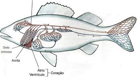 Curso Antherotec Unidade Anatomia Dos Peixes Antherotec