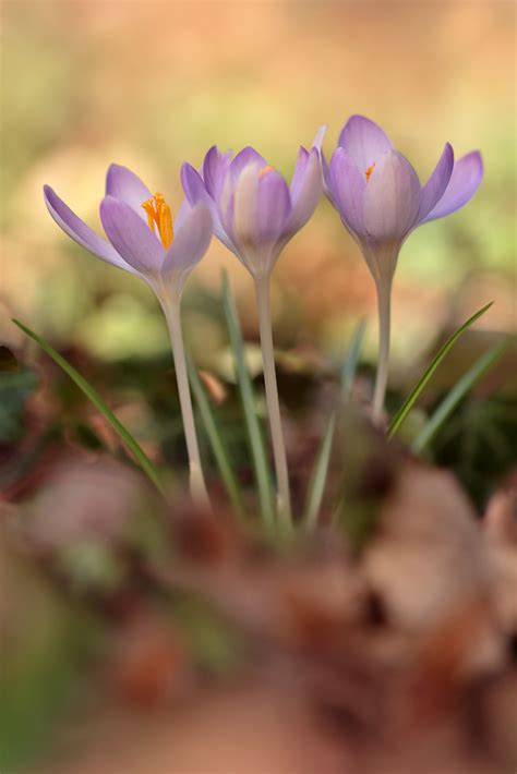 Krokus Forum F R Naturfotografen