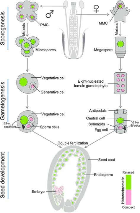 Chromatin Dynamics During Sexual Reproduction In Arabidopsis Chromatin