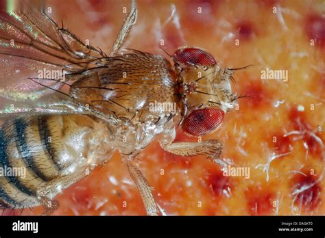 Fruit Fly Drosophila Melanogaster Hi Res Stock Photography And Images