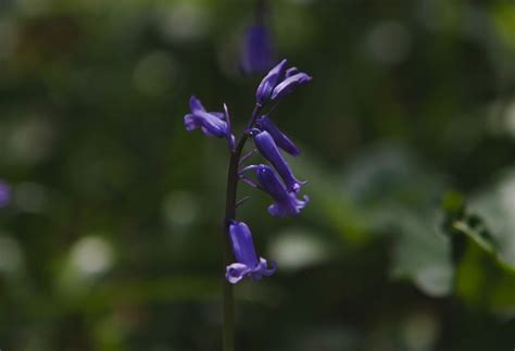 Bunga Bluebell Lonceng Biru Hutan Foto Gratis Di Pixabay Pixabay