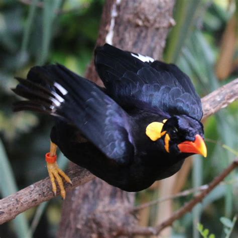 Common Hill Mynah