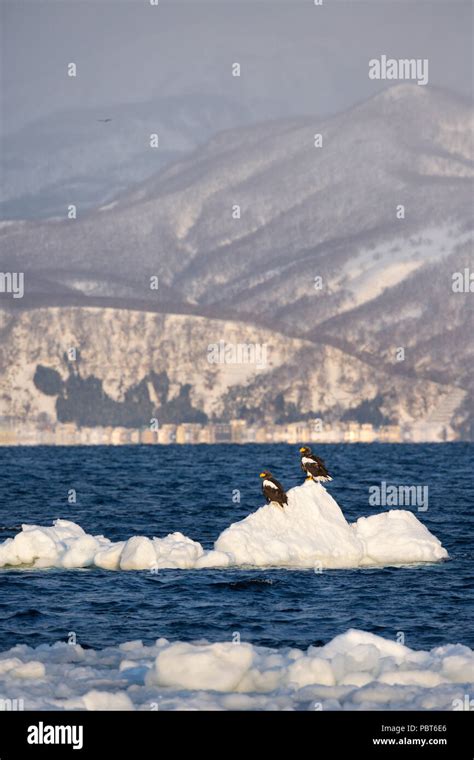 Asia Japan Hokkaido Rausu Shiretoko Peninsula Steller S Sea Eagles