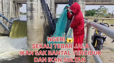 Ikan Sak Bantal Terciduk Lagi Dan Ikan Sultan Terciduk Di Pintu Air