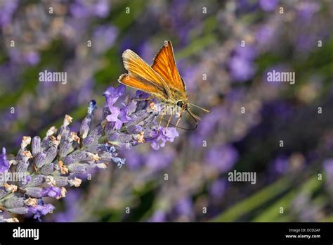 Small Skipper Thymelicus Sylvestris Feeding On Lavender Lavandula