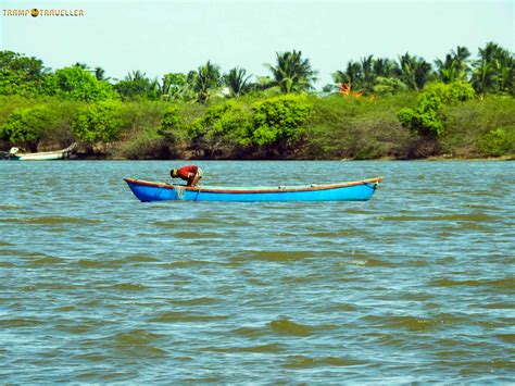 Pichavaram Mangrove Forest TrampTraveller