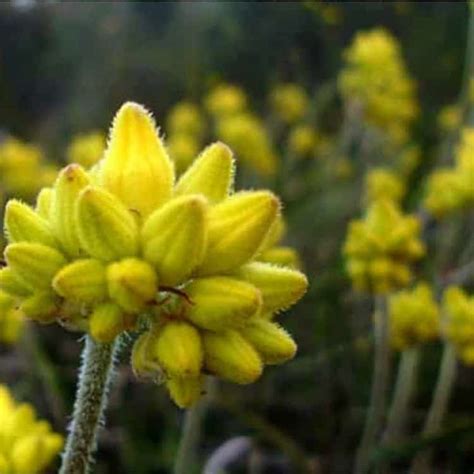 Conostylis Aculeata Frenchams Wholesale Nursery