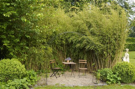 8 Best Ornamental Grasses to Add Privacy to the Garden