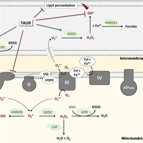 Pdf Taurine A Regulator Of Cellular Redox Homeostasis And Skeletal