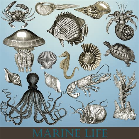 marine animals  stock photo public domain pictures